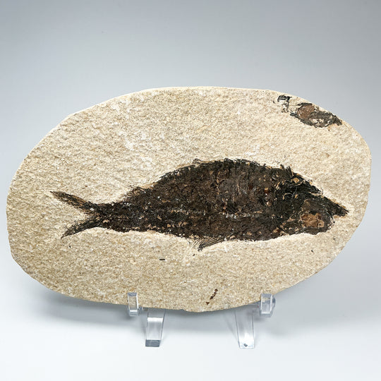Fish Fossil - Rocks and Gems Canada