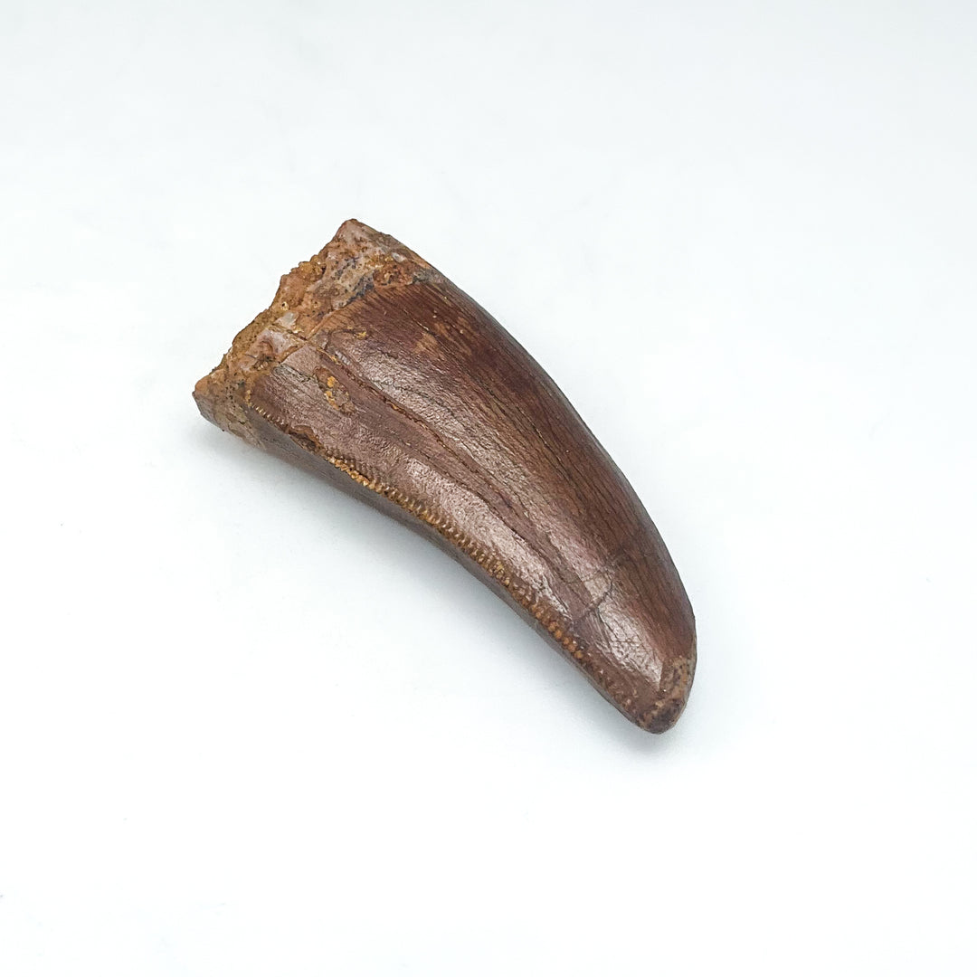 Fossilized Carcharodontosaurus Dinosaur Tooth Specimen