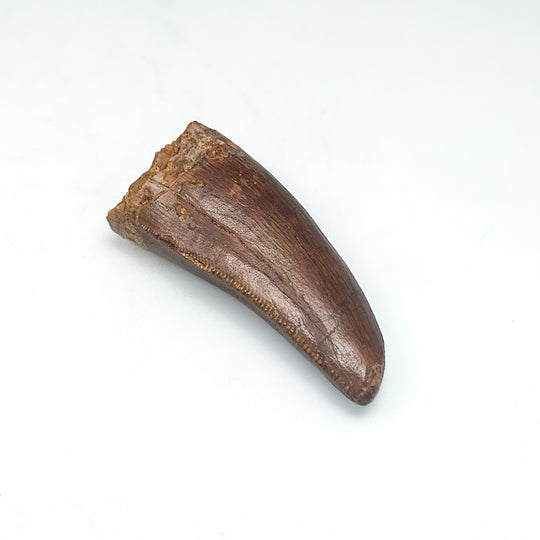 Fossilized Carcharodontosaurus Dinosaur Tooth Specimen