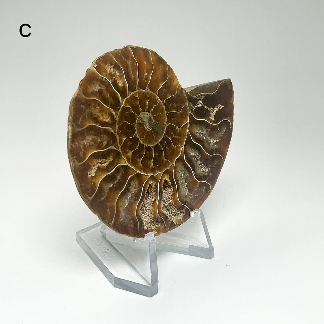 Chambered Ammonite