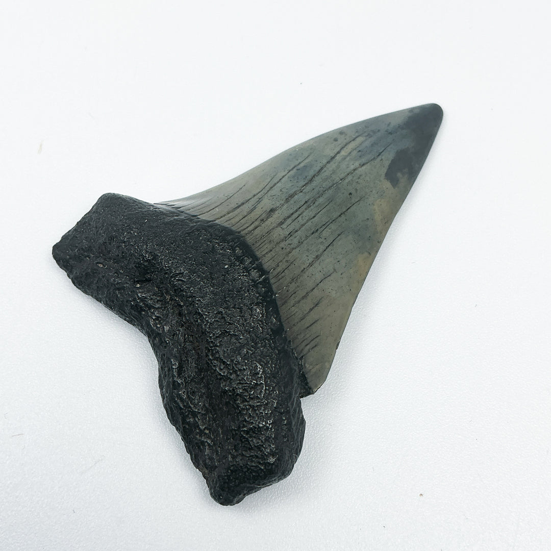 Fossilized Shark Tooth Specimen: Carcharodon Megalodon