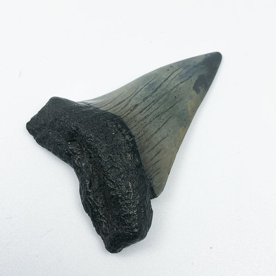 Fossilized Shark Tooth Specimen: Carcharodon Megalodon