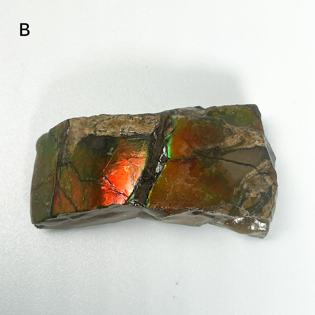 Ammolite Specimen
