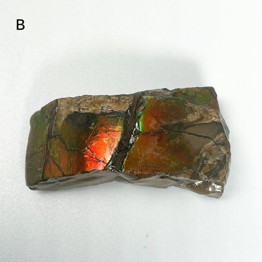 Ammolite Specimen