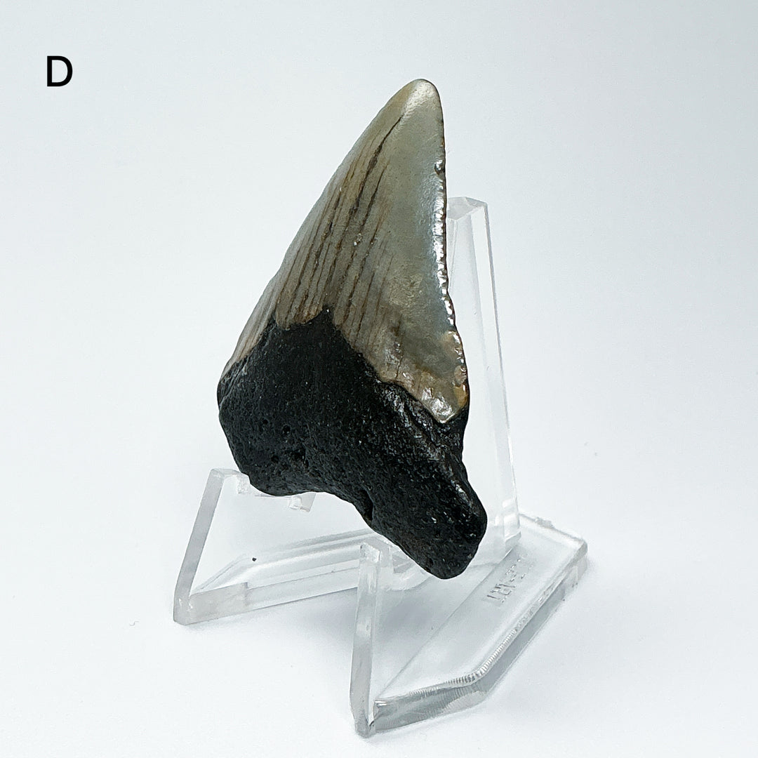 Fossilized Shark Tooth Specimen: Carcharodon Megalodon