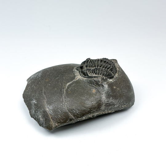 Trilobite Cornuproetus Fossil - Rocks and Gems Canada