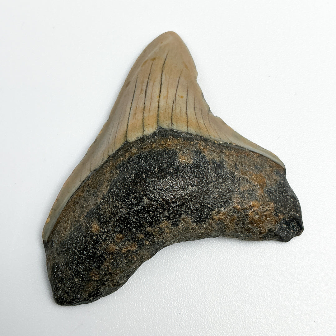 Fossilized Shark Tooth Specimen: Carcharodon Megalodon - Rocks and Gems Canada
