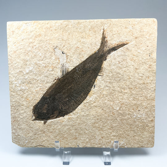 Fish Fossil - Rocks and Gems Canada
