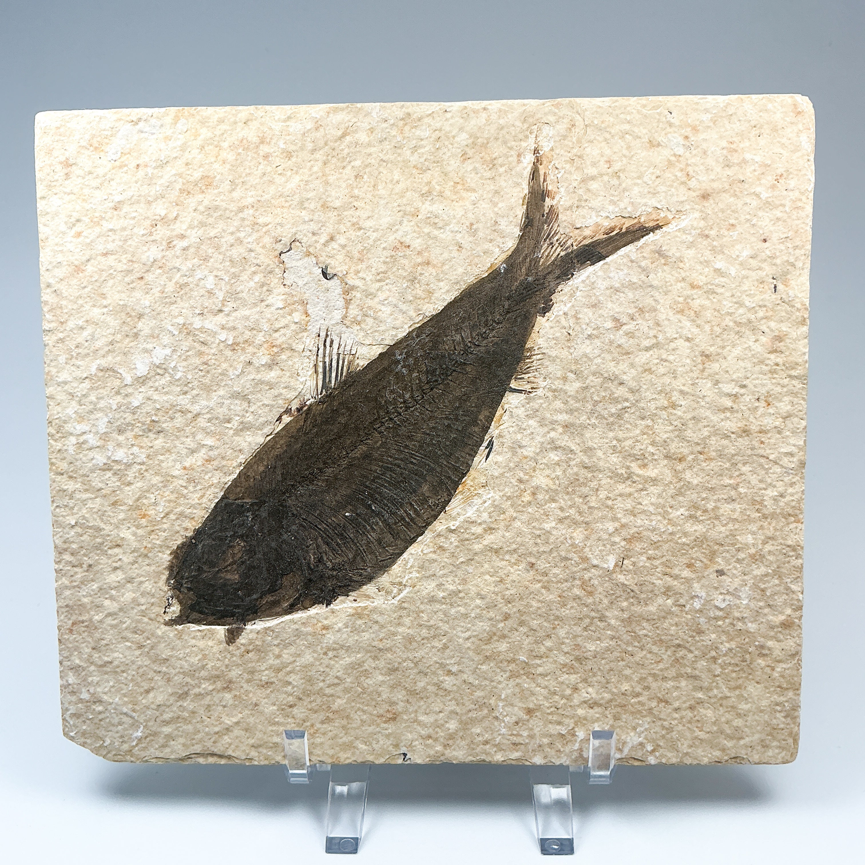 Fish Fossil - Rocks and Gems Canada
