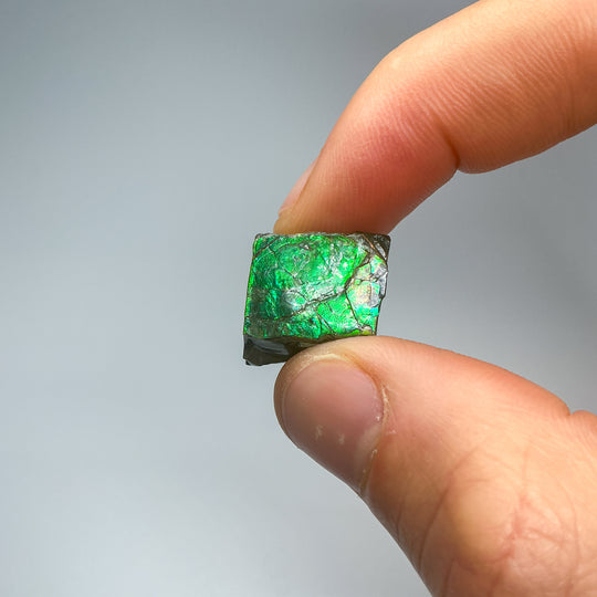 Ammolite Specimen