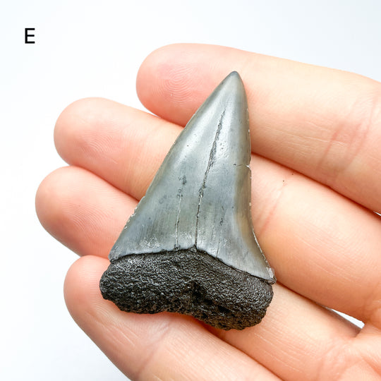 Fossilized Shark Tooth Specimen: Carcharodon Megalodon