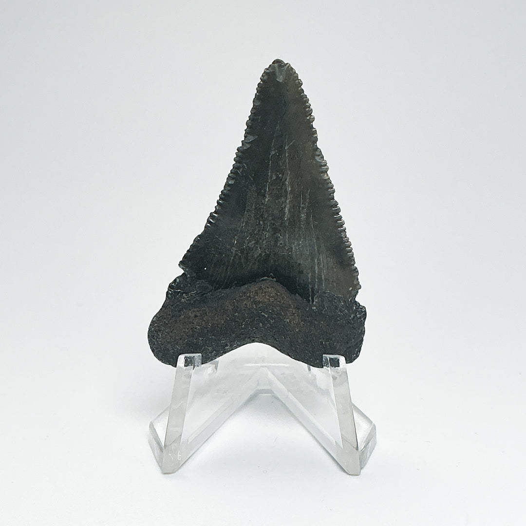 Fossilized Shark Tooth Specimen: Carcharodon Megalodon