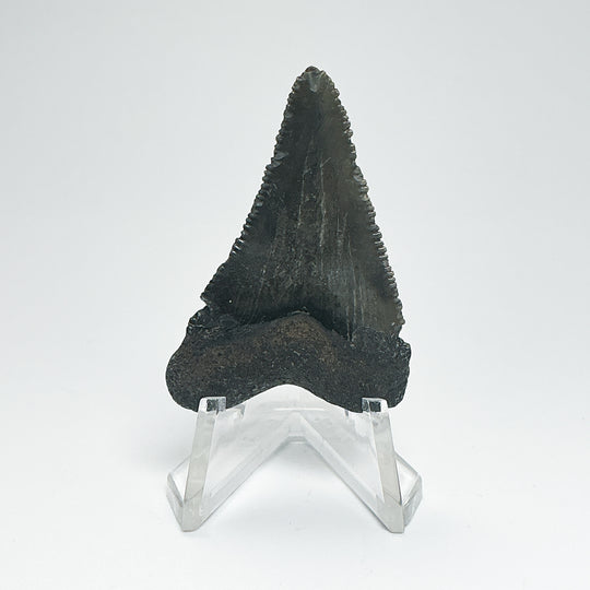 Fossilized Shark Tooth Specimen: Carcharodon Megalodon