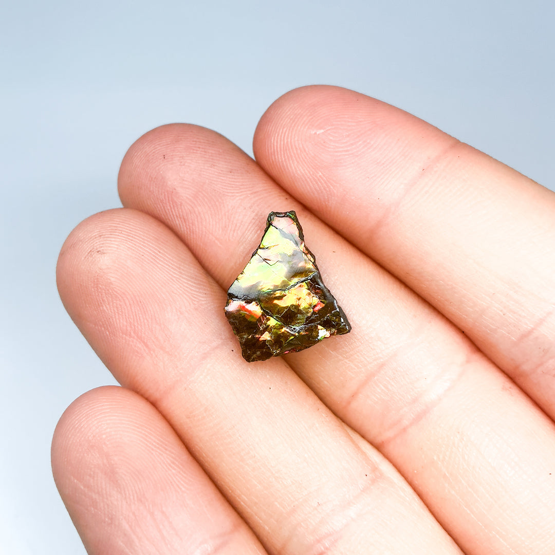 Ammolite Specimen
