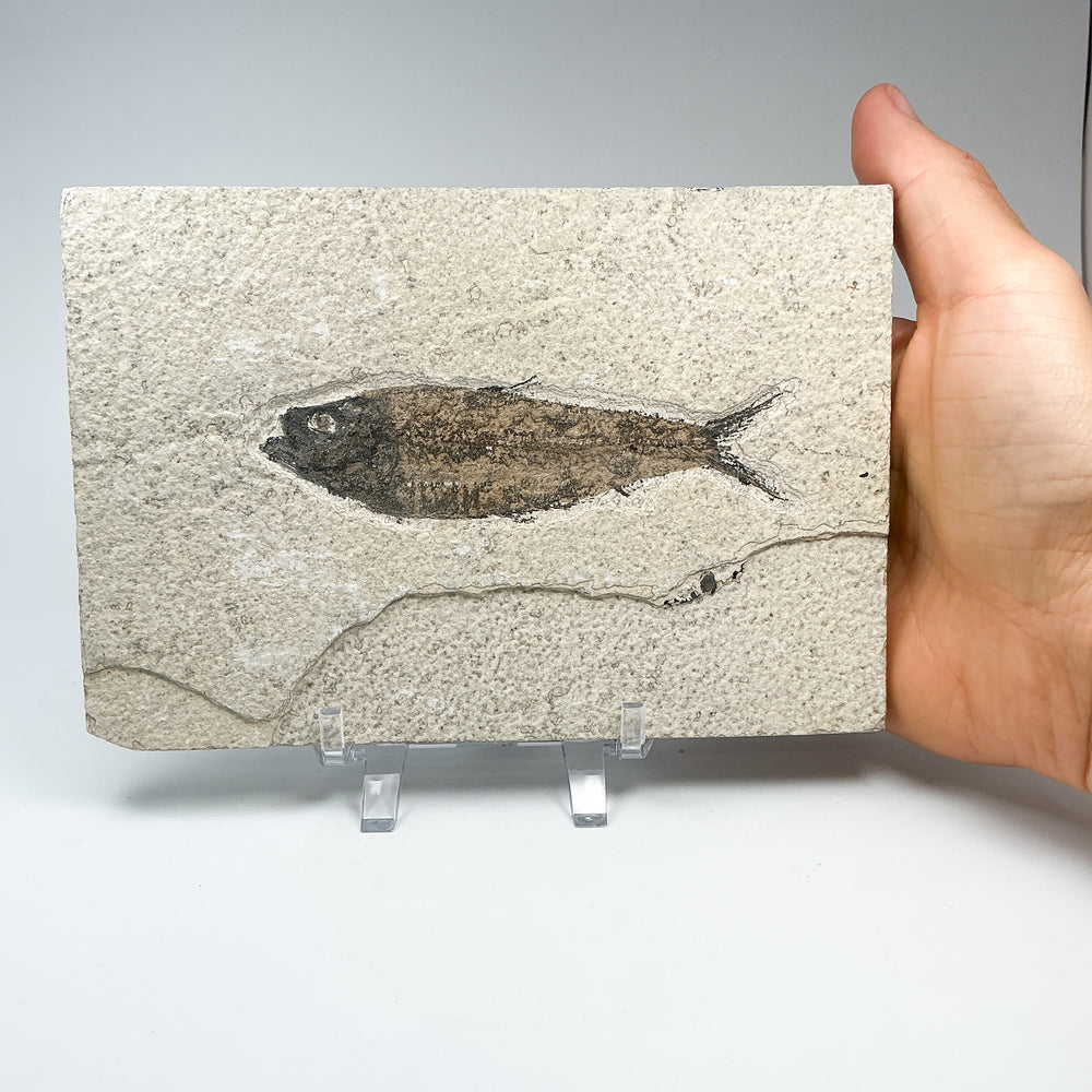 Fish Fossil