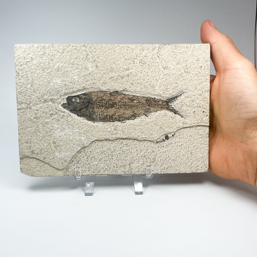 Fish Fossil
