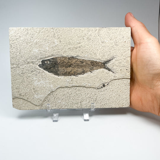 Fish Fossil