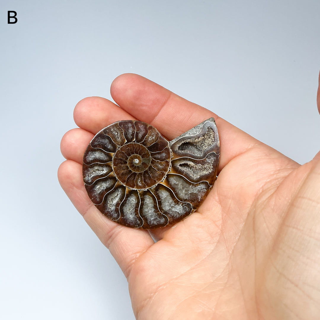 Chambered Ammonite