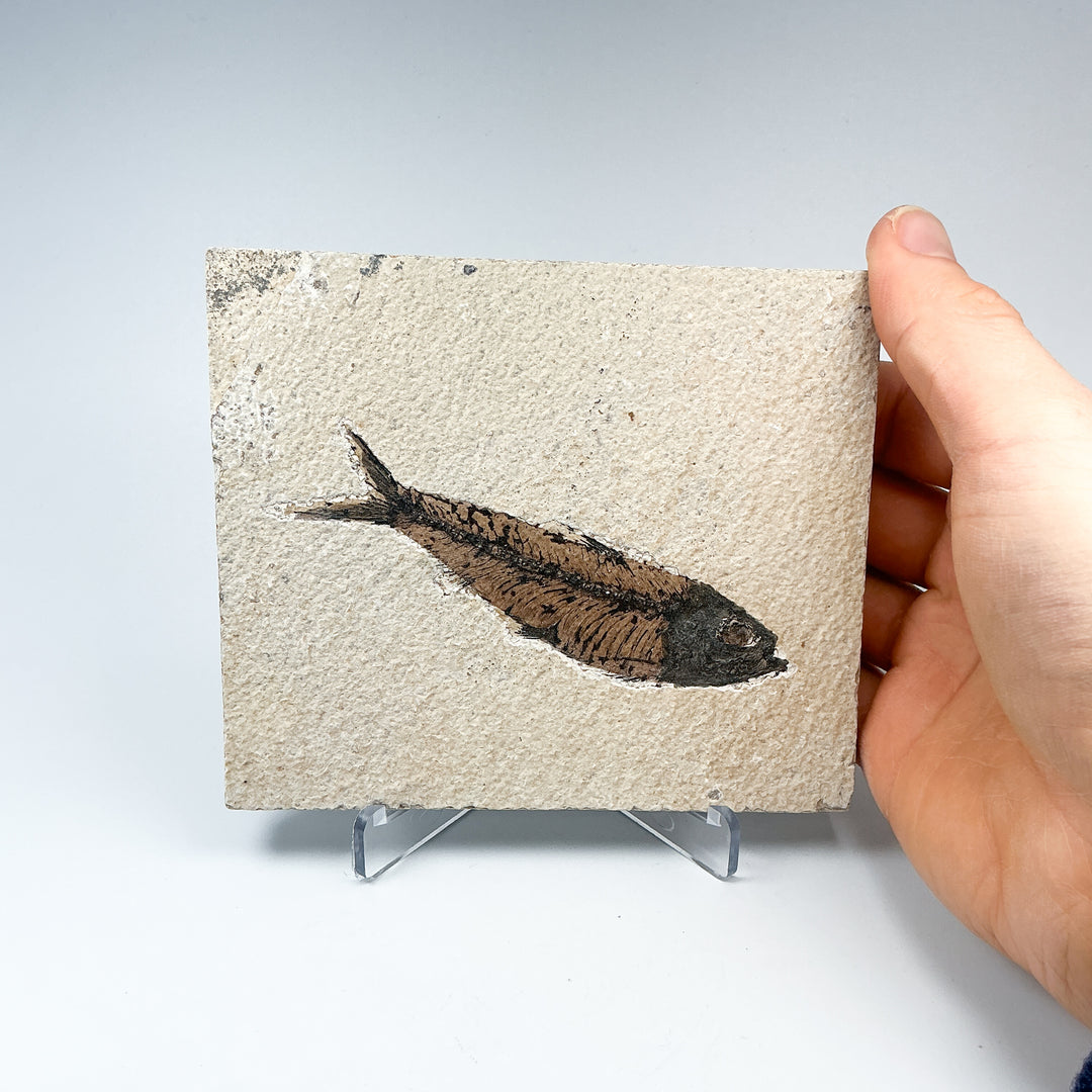 Fish Fossil - Rocks and Gems Canada