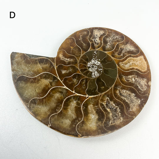 Chambered Ammonite
