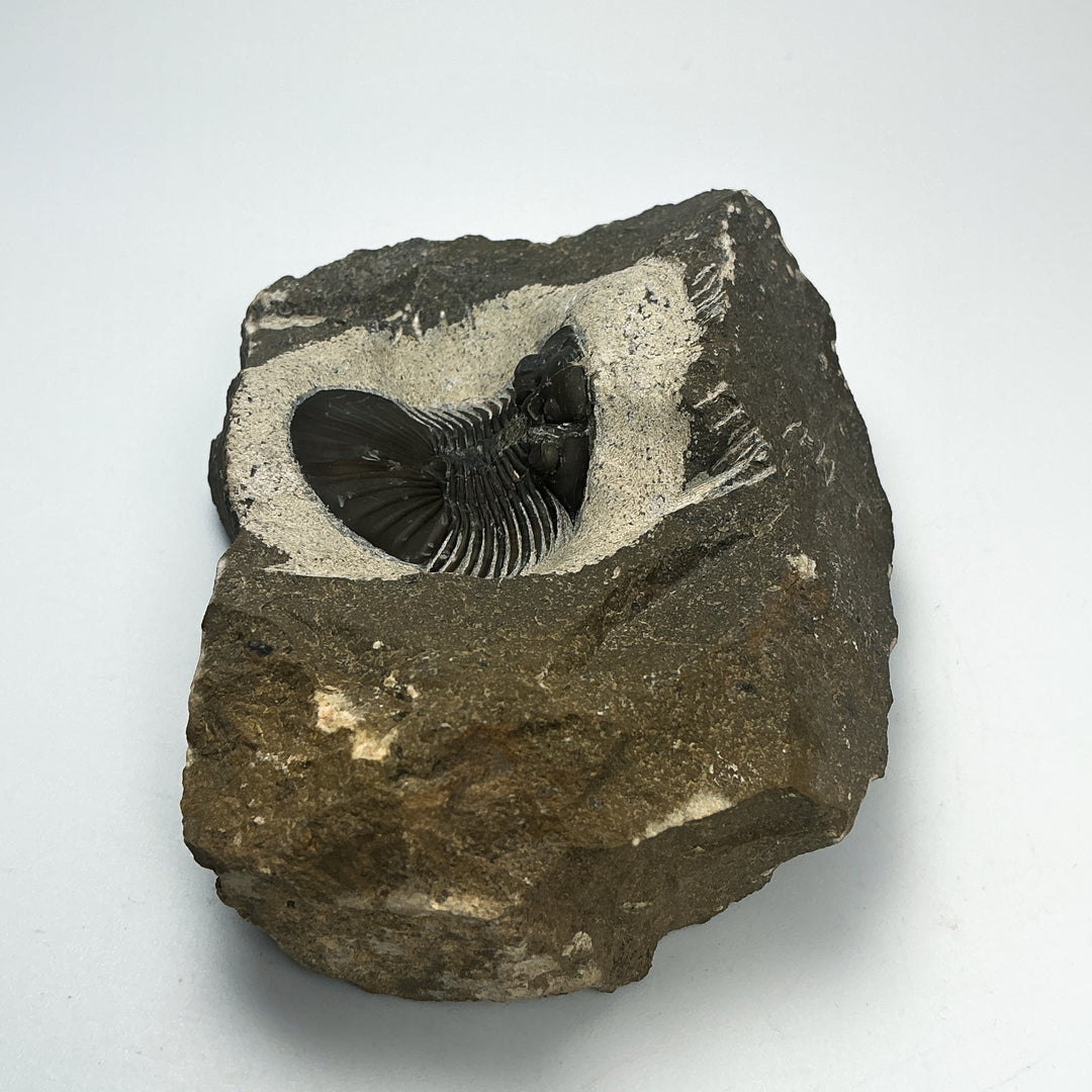 Trilobite Scutellum Fossil