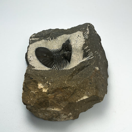 Trilobite Scutellum Fossil