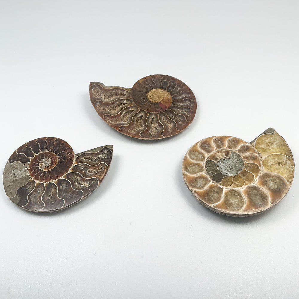Chambered Ammonite - Rocks and Gems Canada