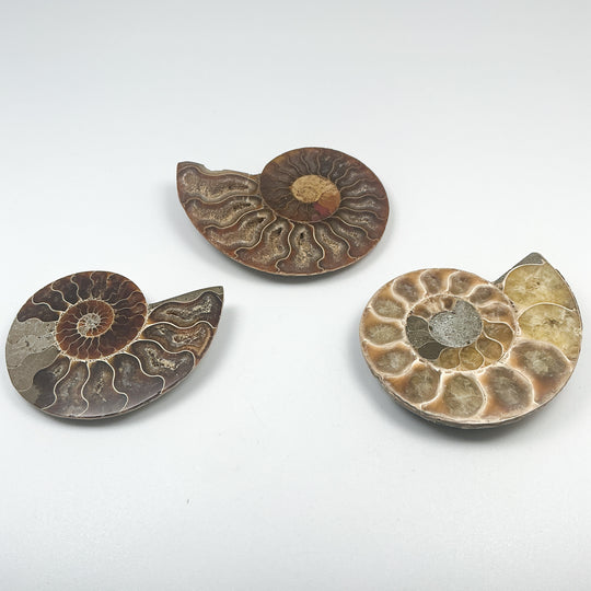Chambered Ammonite