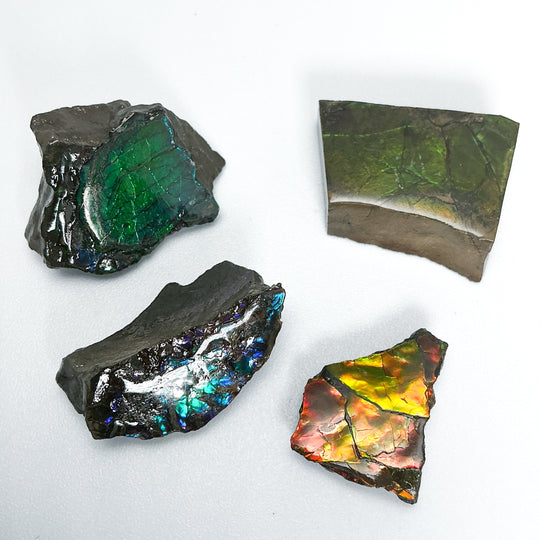 Ammolite Specimen