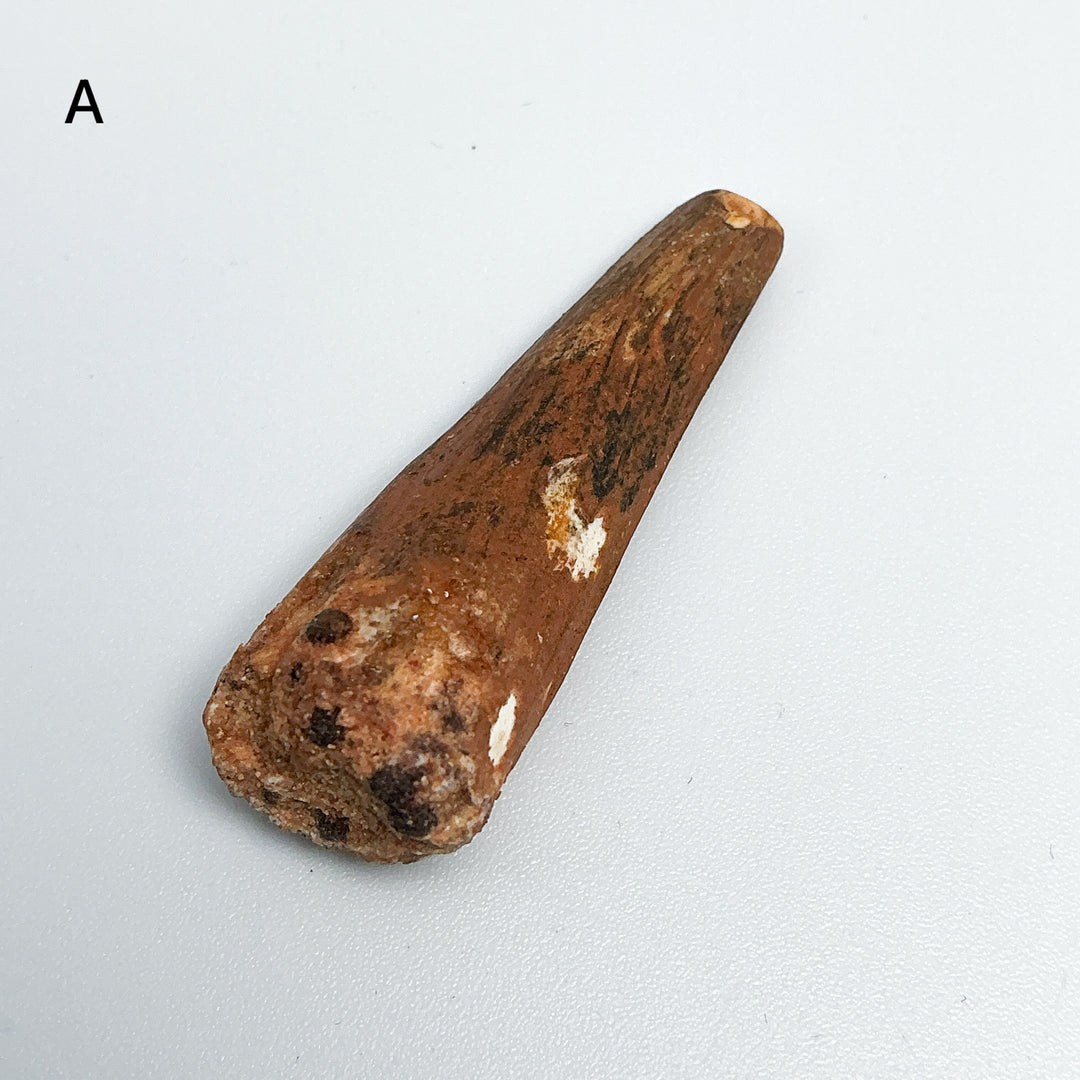 Fossilized Spinosaurus Tooth Specimen-Rocks and Gems Canada