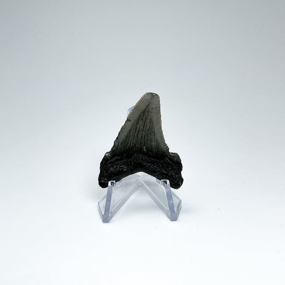 Fossilized Shark Tooth Specimen: Early Megalodon - Rocks and Gems Canada