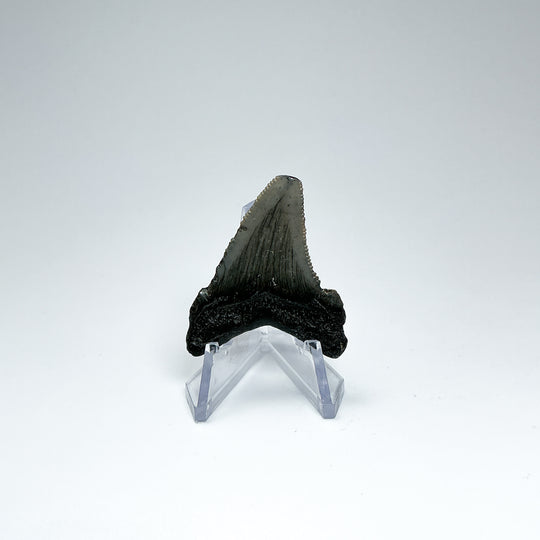 Fossilized Shark Tooth Specimen: Early Megalodon - Rocks and Gems Canada