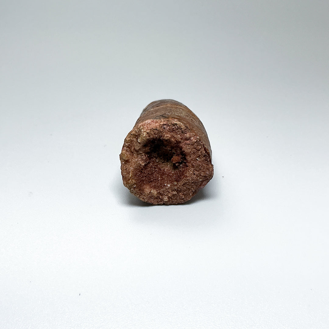 Fossilized Spinosaurus Tooth Specimen