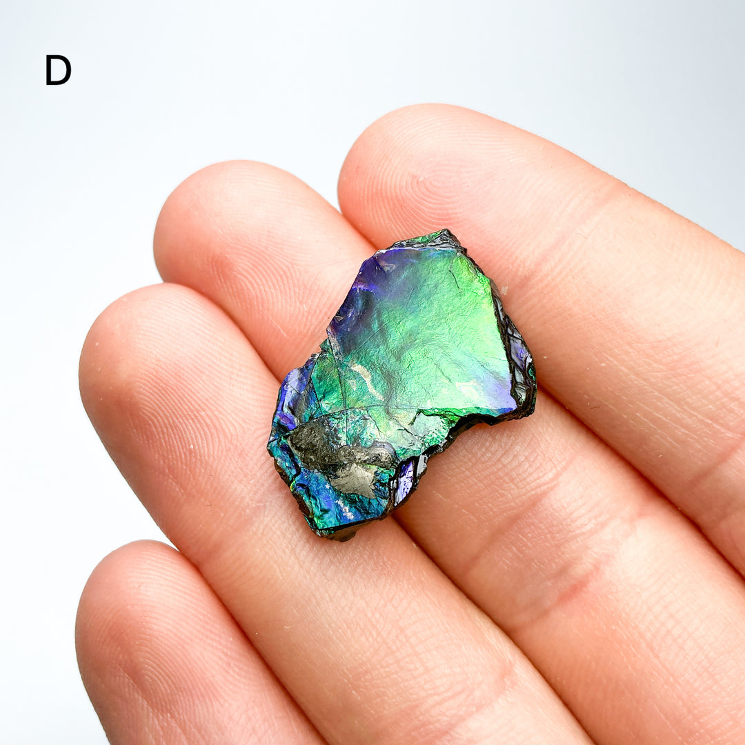 Ammolite Specimen