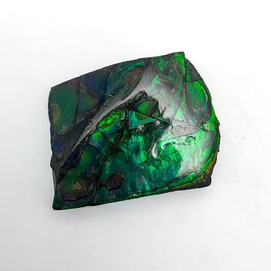 Ammolite Gem Display Box - Rocks and Gems Canada