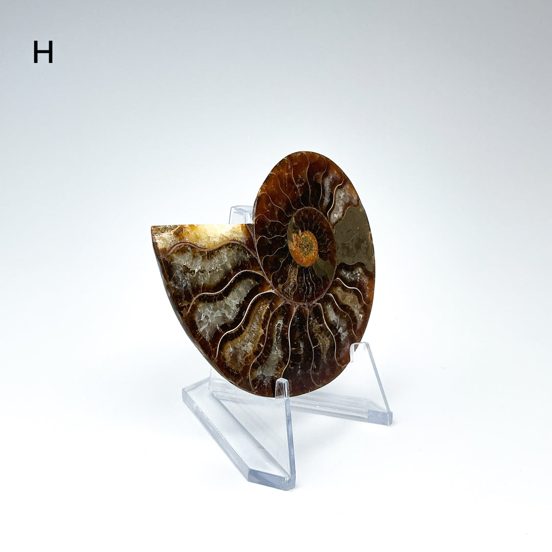 Chambered Ammonite - Rocks and Gems Canada