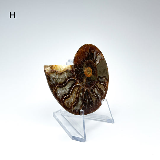 Chambered Ammonite - Rocks and Gems Canada