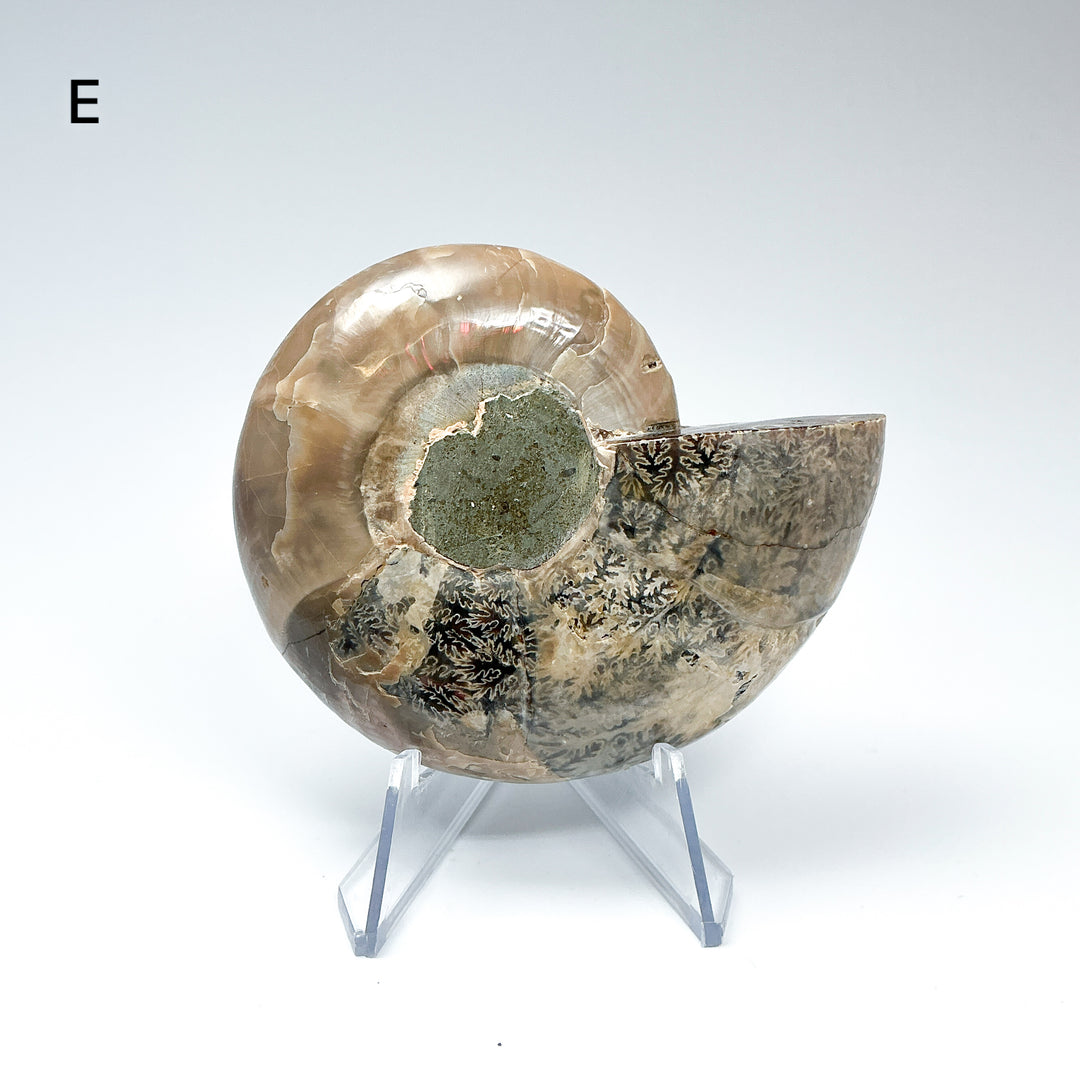 Chambered Ammonite - Rocks and Gems Canada