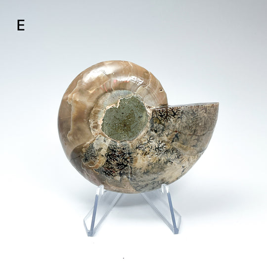 Chambered Ammonite - Rocks and Gems Canada