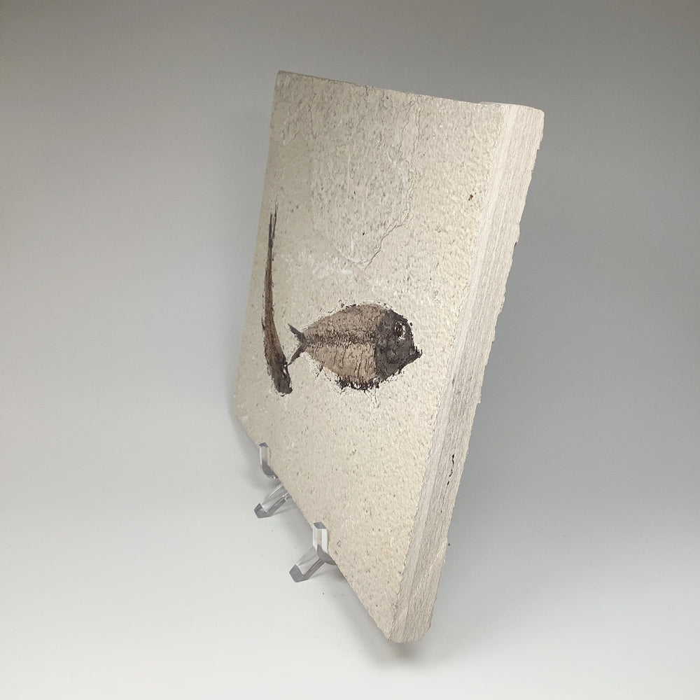 Fish Fossil - Rocks and Gems Canada