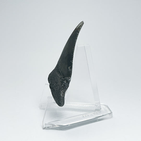Fossilized Shark Tooth Specimen: Carcharodon Megalodon