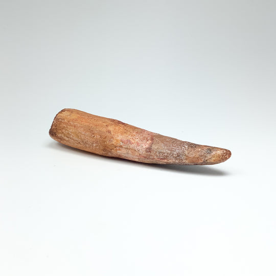 Fossilized Spinosaurus Tooth Specimen - Rocks and Gems Canada