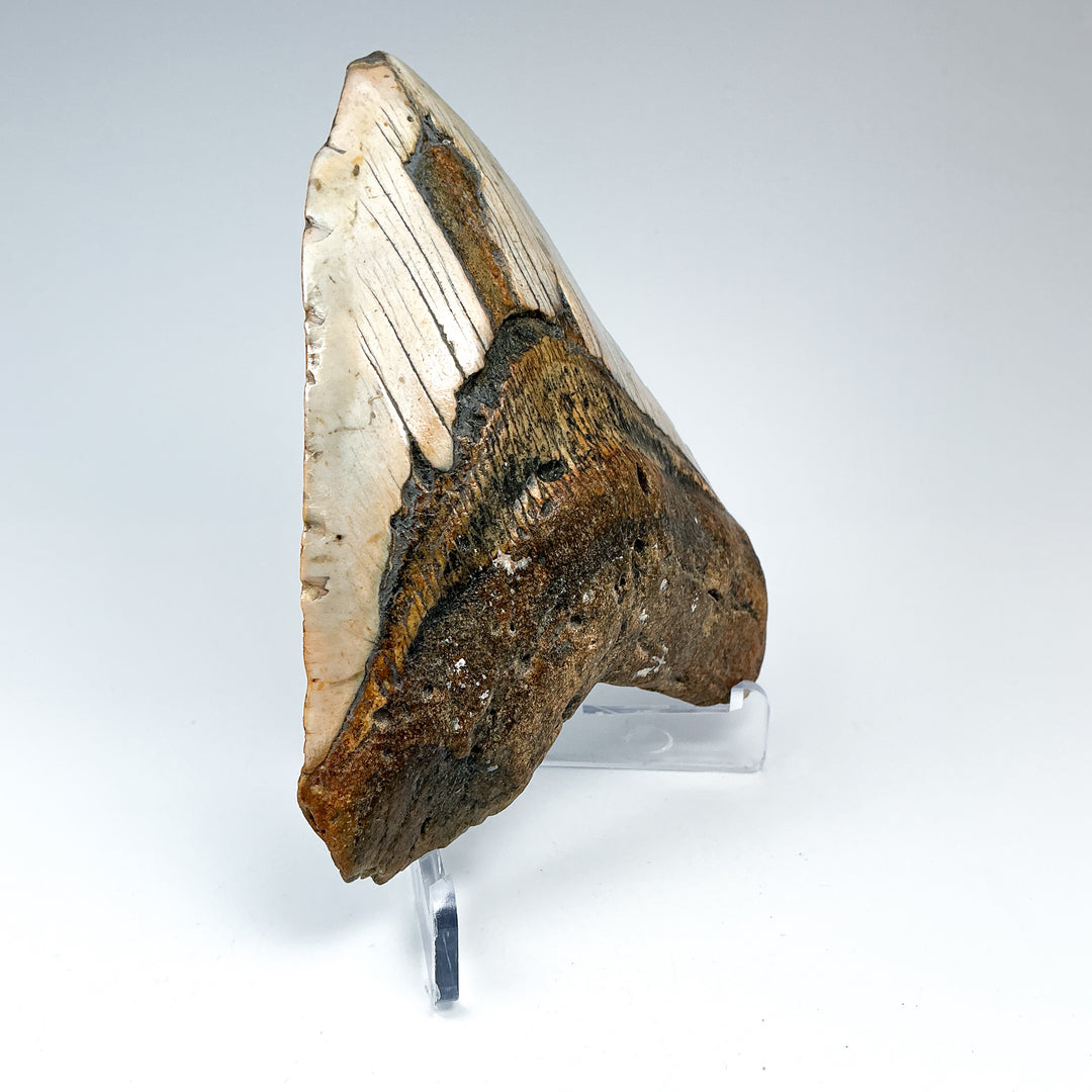 Fossilized Shark Tooth Specimen: Carcharodon Megalodon - Rocks and Gems Canada