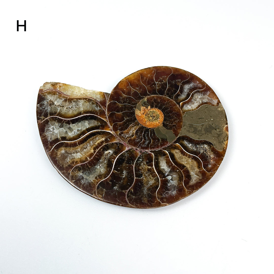 Chambered Ammonite - Rocks and Gems Canada
