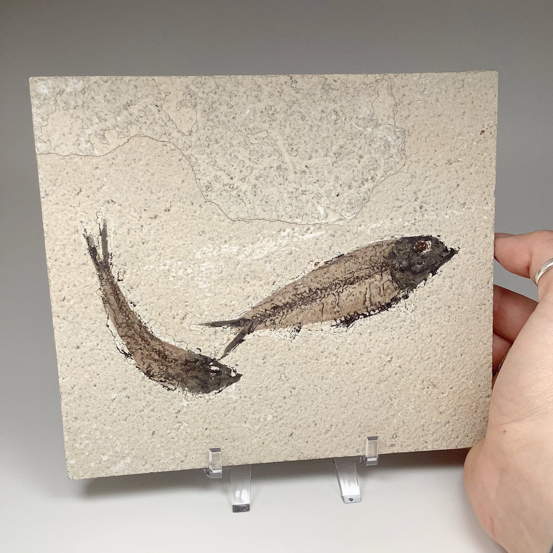 Fish Fossil - Rocks and Gems Canada