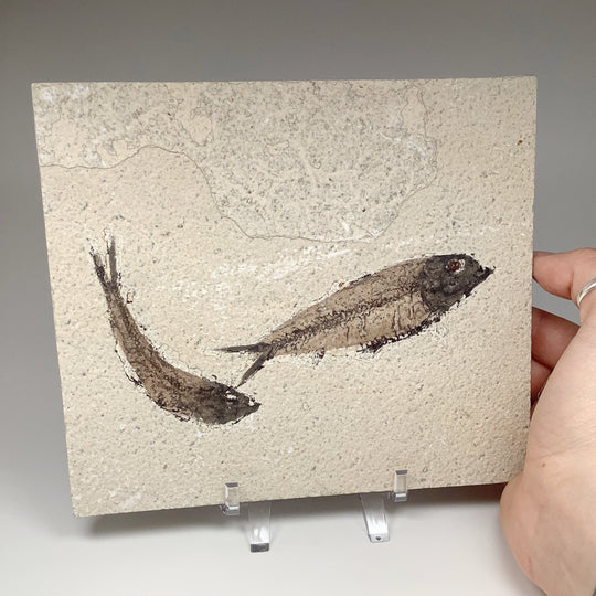 Fish Fossil - Rocks and Gems Canada