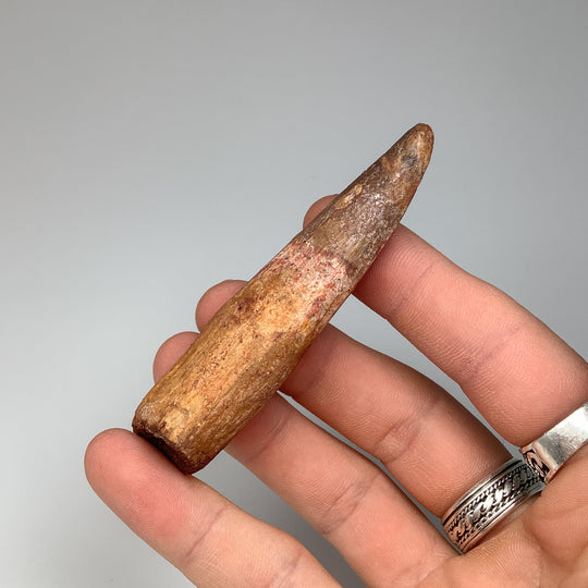 Fossilized Spinosaurus Tooth Specimen - Rocks and Gems Canada