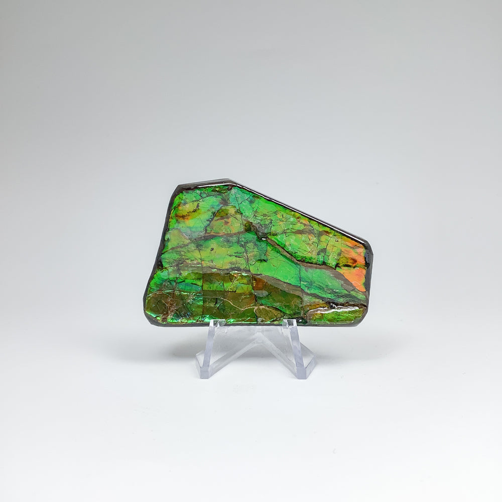 Ammolite Specimen - Rocks and Gems Canada