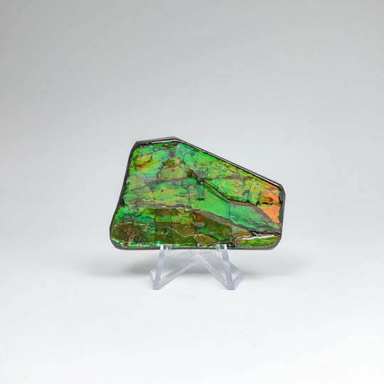 Ammolite Specimen - Rocks and Gems Canada