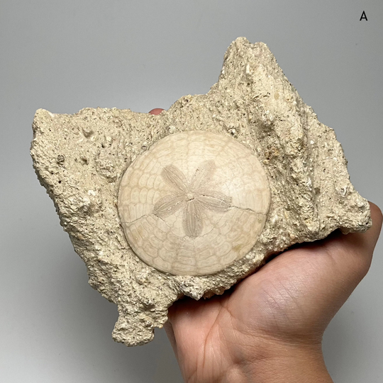 Sand Dollar Fossil in Matrix - Rocks and Gems Canada